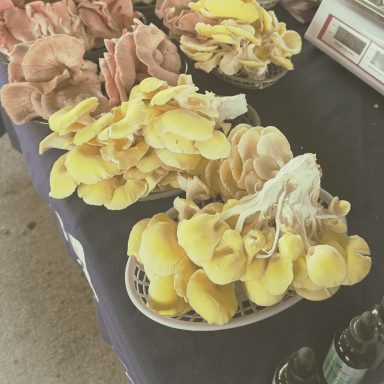 Variety of colorful mushrooms displayed in woven baskets on a table.