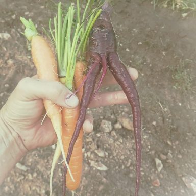 A hand holding two carrots and a purple root vegetable with long green tops.