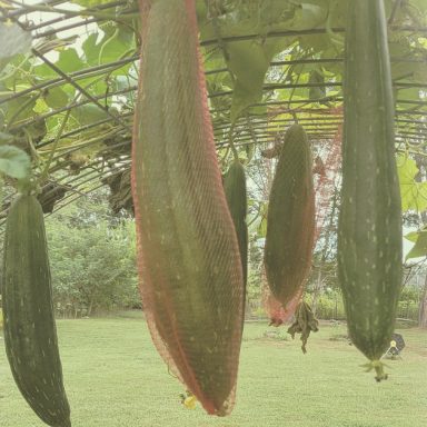 Hanging long green cucumbers on a vine in a garden setting.