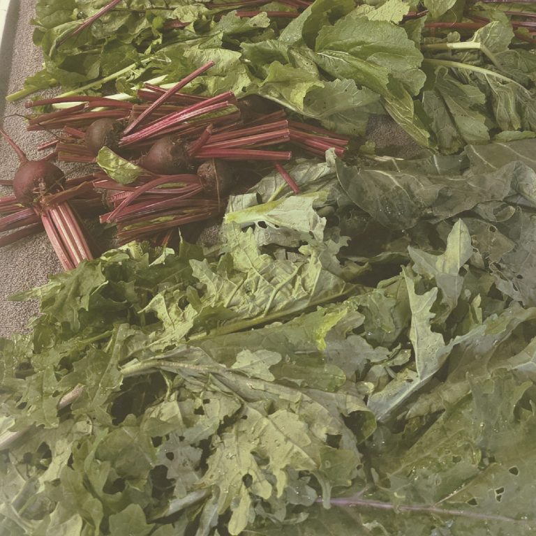 Lulu and GG's Grand Plan Foundation Fresh greens, including chard and kale, arranged on a surface.